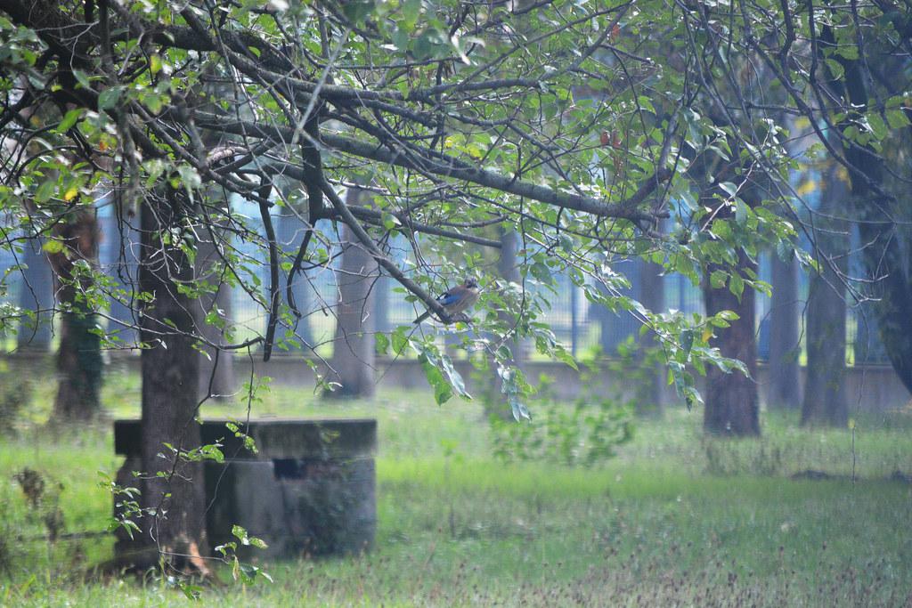 It’s Nelly Korda time. How far can she take the LPGA? Nelly Korda's Rise to Dominance