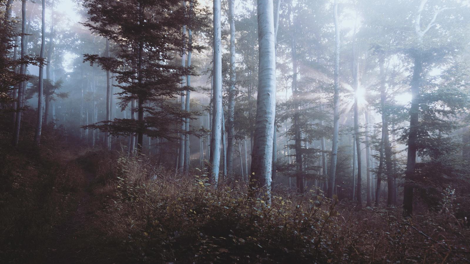 Tiger Woods' Transformative TGL Roster: A Paradigm of Golfing Excellence Tiger Woods' Transformative TGL Roster: A Paradigm of Golfing Excellence