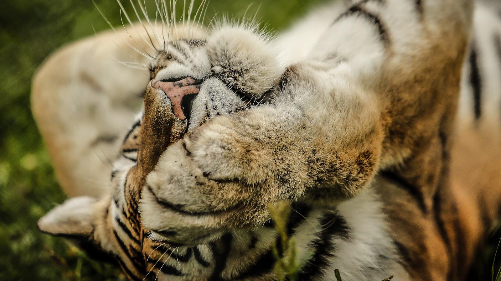 Exploring the Significance of Tiger Woods in the Life and Career of Max Homa Exploring the Significance of Tiger Woods in the Life and Career of Max Homa