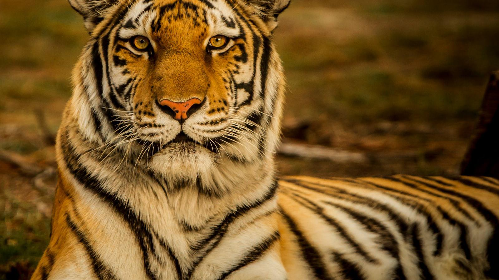 Tiger Woods unveils his 4-player TGL roster (with 1 intriguing theme) Strategy and Synergy: Tiger's Vision for TGL