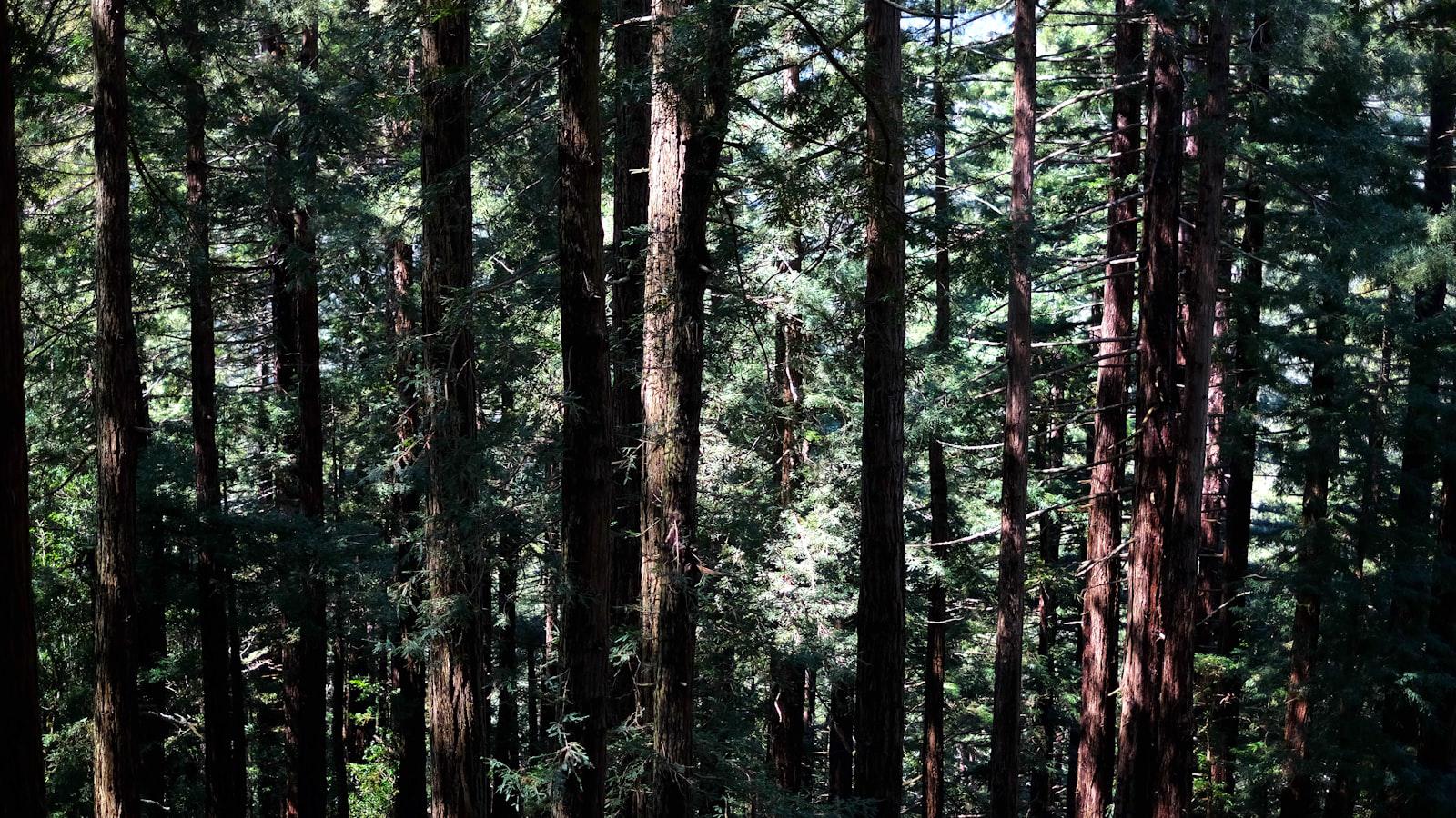 Tiger Woods' Golf Pedagogy: A Comprehensive Analysis 2. Biomechanical Analysis of Woods' Impact Dynamics