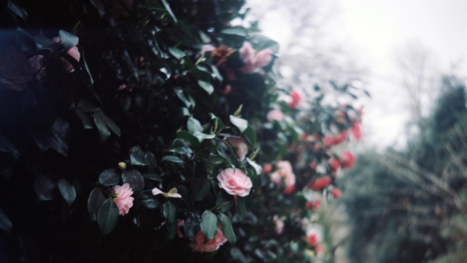 Zurich Classic betting guide: 5 picks our expert loves this week Top Picks for the Greensome Format