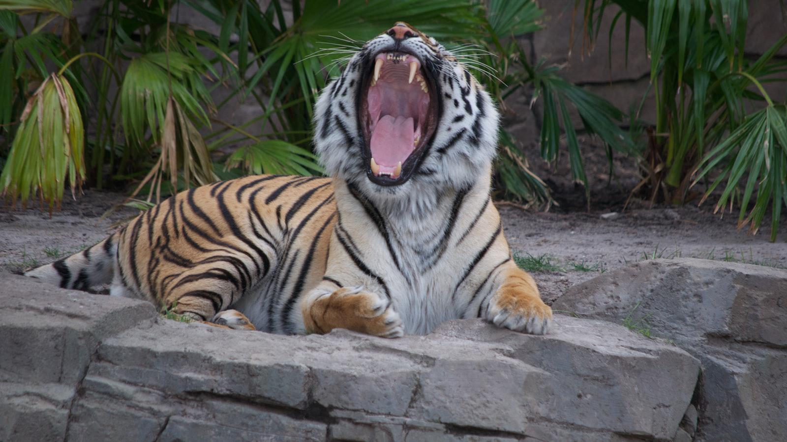 Tiger Woods' Transformative TGL Roster: A Symbiosis of Experience and Excitement Tiger Woods' Transformative TGL Roster: A Symbiosis of Experience and Excitement