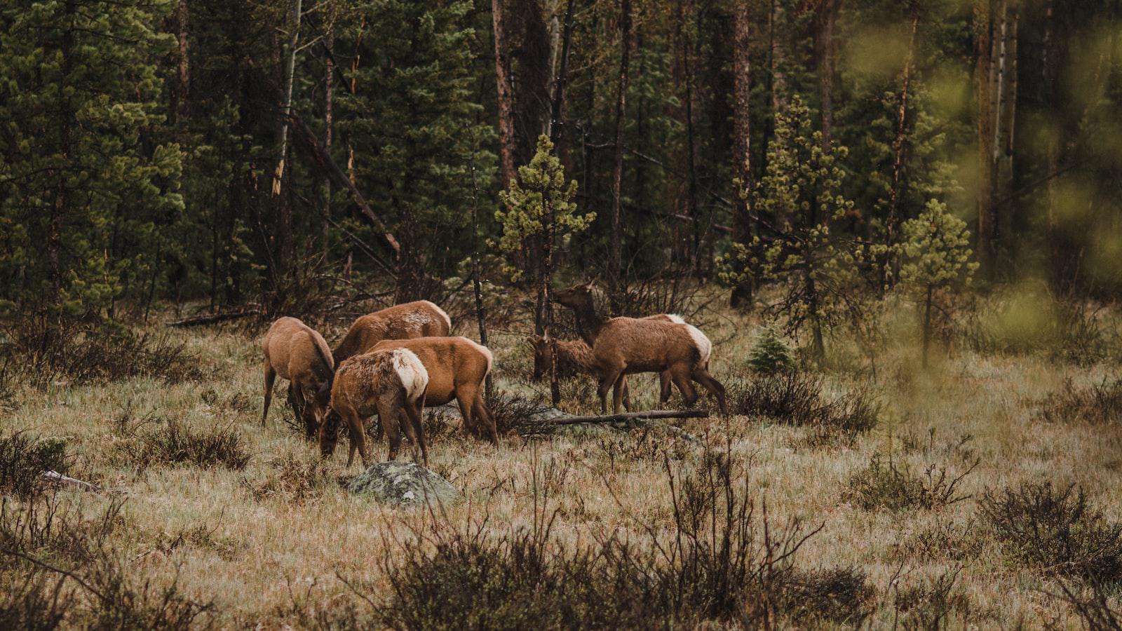 Mastering the Collar Shot: A Comprehensive Guide with Danielle Kang Mastering the Collar Shot: A Comprehensive Guide with Danielle Kang