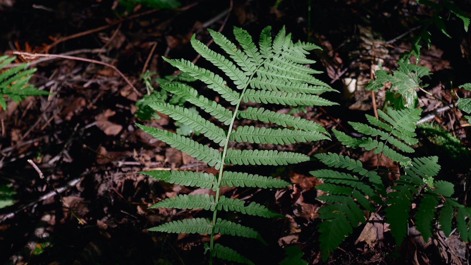 Russell, 15, youngest to make Korn Ferry cut - One More Yard: Russell Blasts Record-Setting Drive