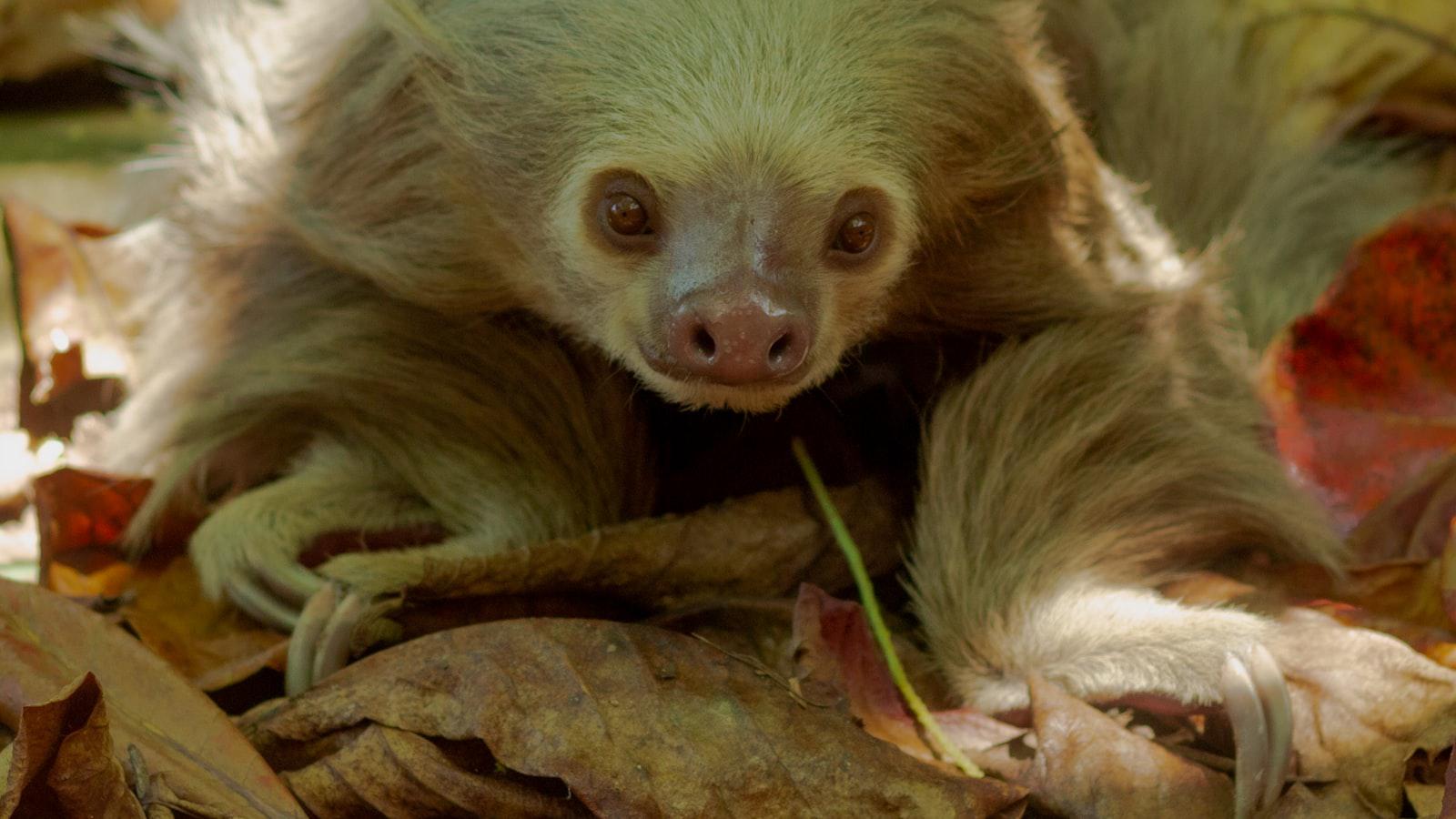 He became an Augusta National meme. Here's what that was like - Navigating Strong Winds: Techniques and Strategies for Success