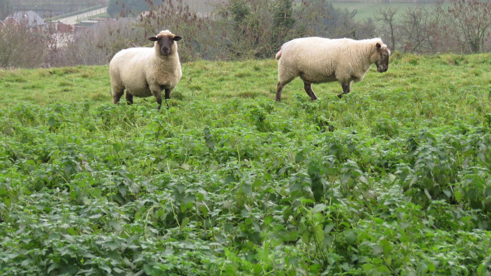 How Jordan Spieth’s bachelor party led to Justin Thomas’ ‘most impressive' win Matt Fitzpatrick: A Rising Star with Proven Pedigree