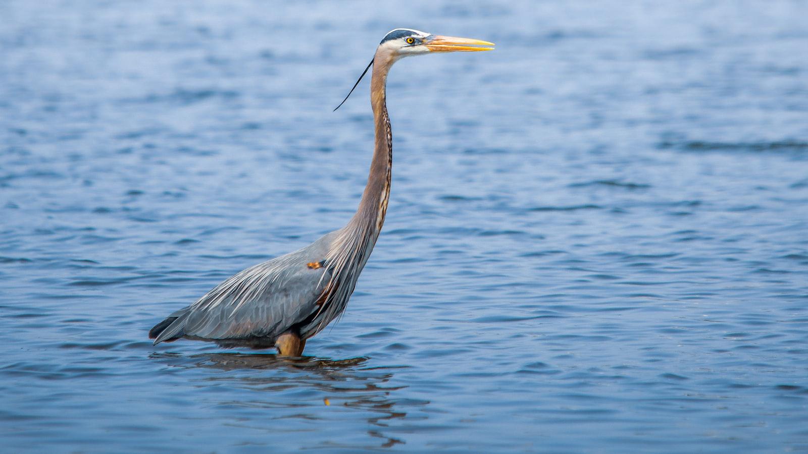 Augusta Women's champ wanted to make Chevron cut. Now she could win * Overcoming Challenges: Lexi Thompson's Path to Potential Victory at Chevron Championship