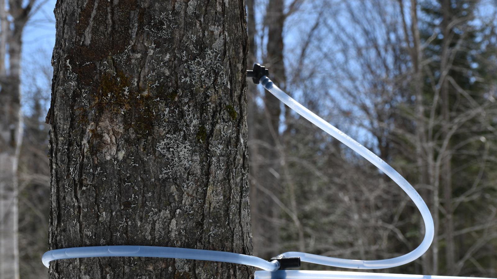 The Impact of Seve Ballesteros's Golf Lessons on Performance Enhancement **The Impact of Seve Ballesteros's Golf Lessons on Performance Enhancement**