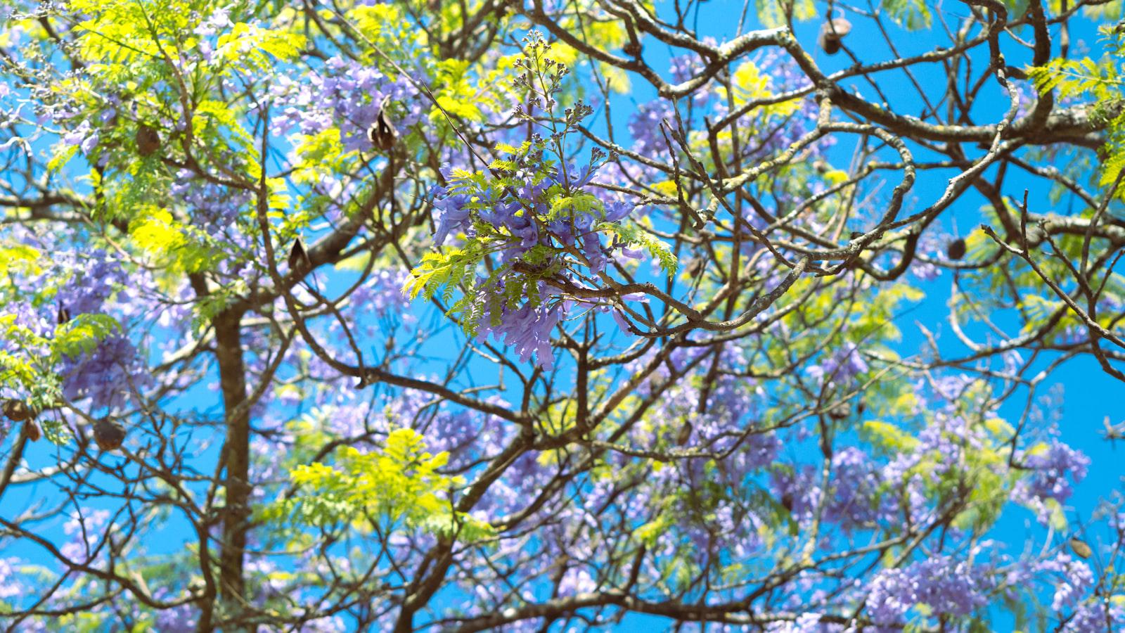 Patrick Cantlay waited 12 hours to play 2 shots. Pro calls decision 'crazy' - Striking a Balance: Maintaining Tournament Integrity while Addressing Player Welfare