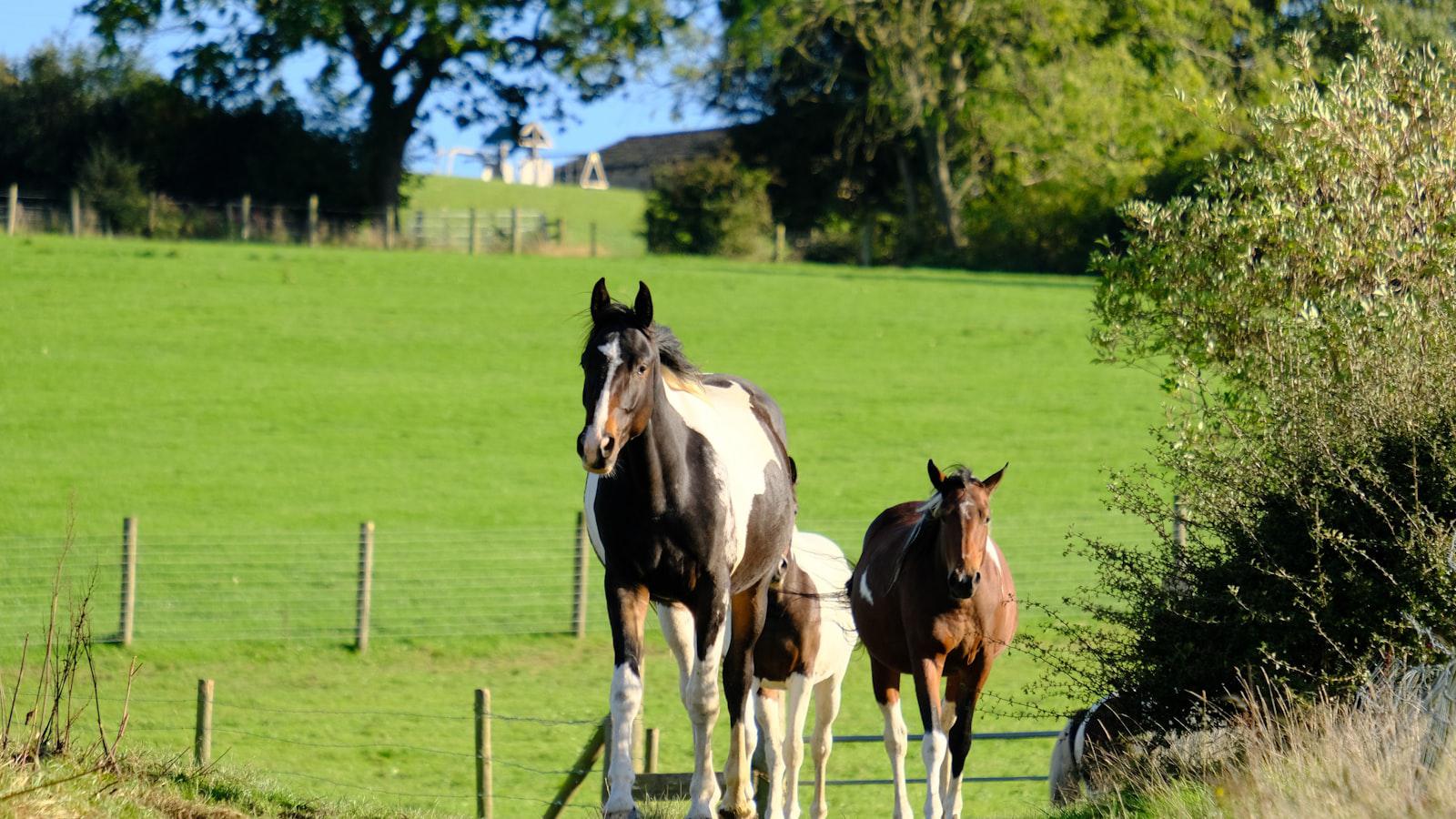 Rory McIlroy's Policy Board Return: Intentions and Implications Rory McIlroy's Policy Board Return: Intentions and Implications