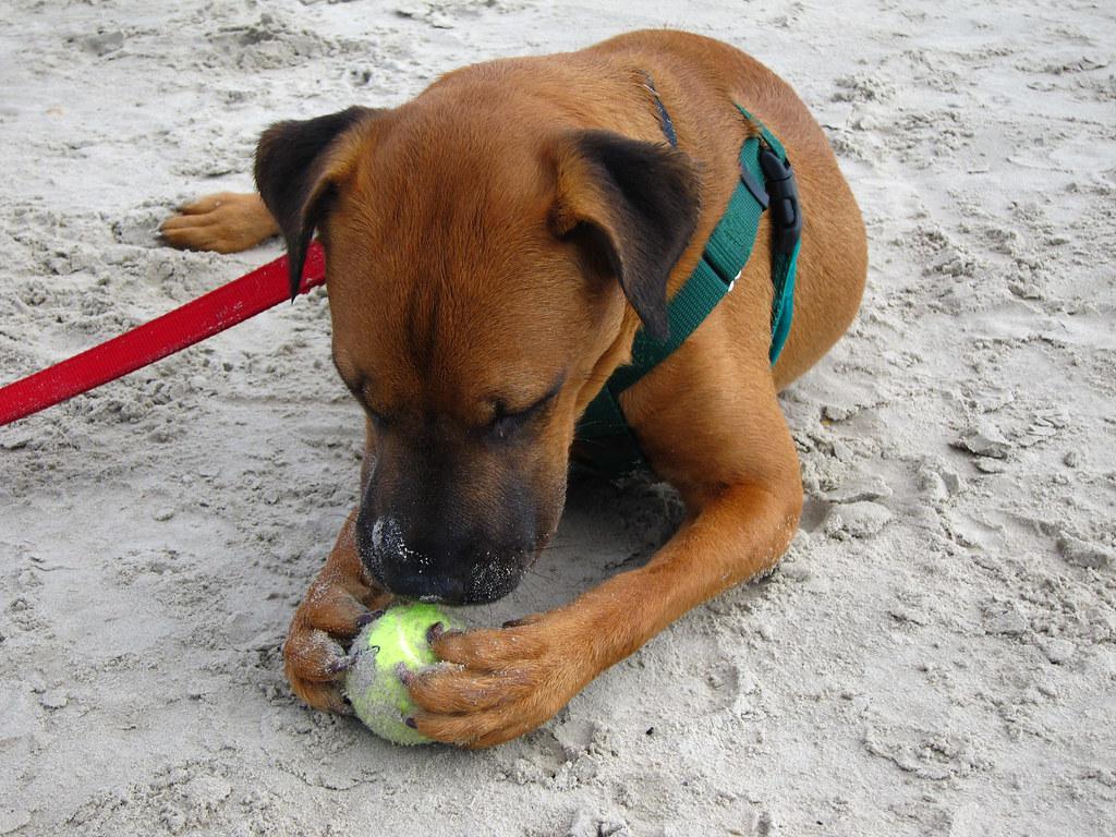 Valhalla Highlights: Rory's PGA Display and Tiger Woods' Hunting Passion - Assessing Victor Hovland's Form: Searching for Signs of Resurgence