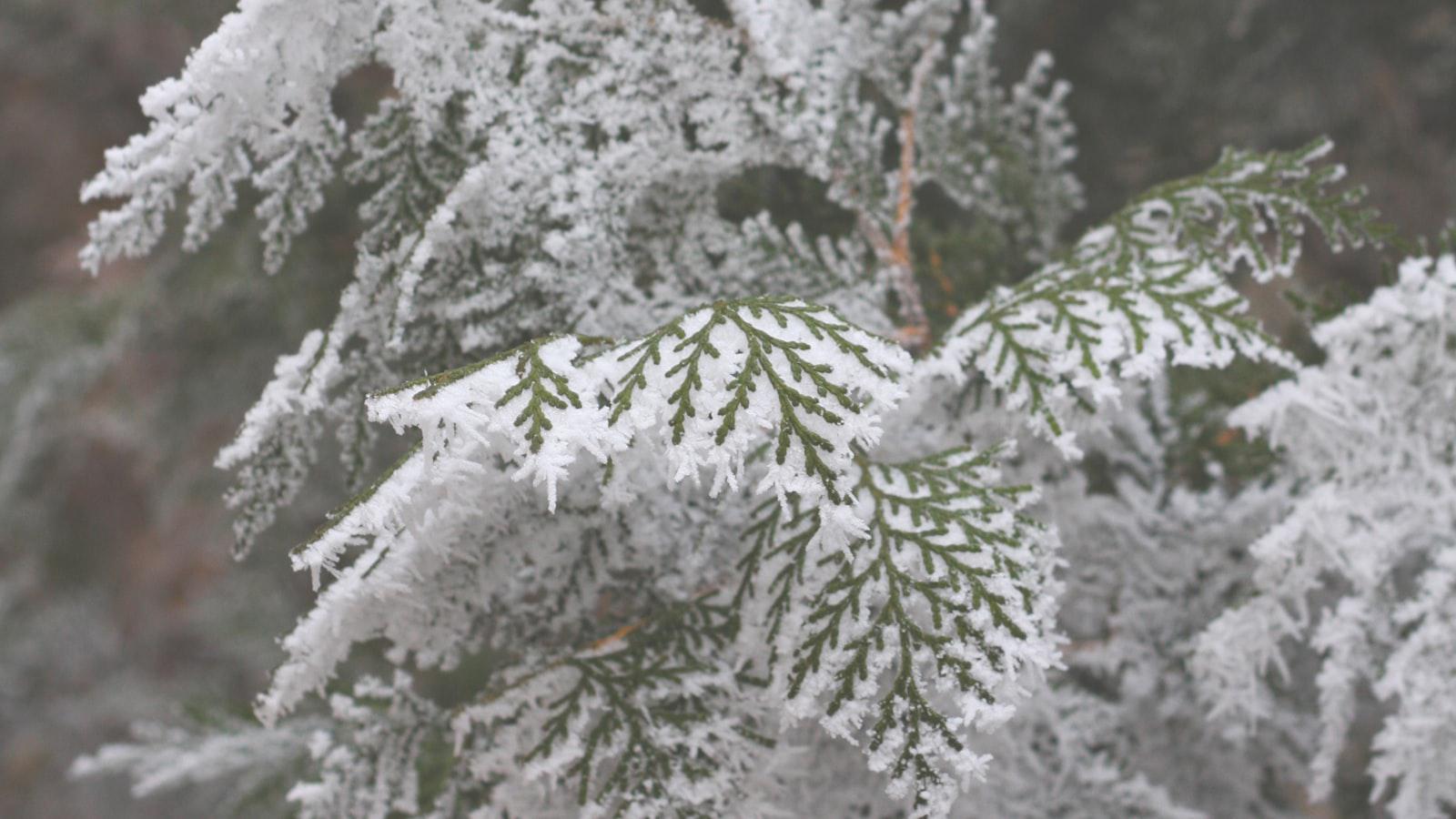 Snow golf at high altitude? At this Tahoe ski resort, it's a thing - Mastering the Slopes: Techniques for Snow Golf