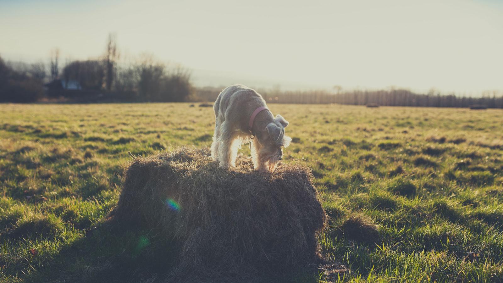 Scottie Scheffler's run? Jordan Spieth says it's had 1 curious effect Scottie Scheffler's run? Jordan Spieth says it's had 1 curious effect