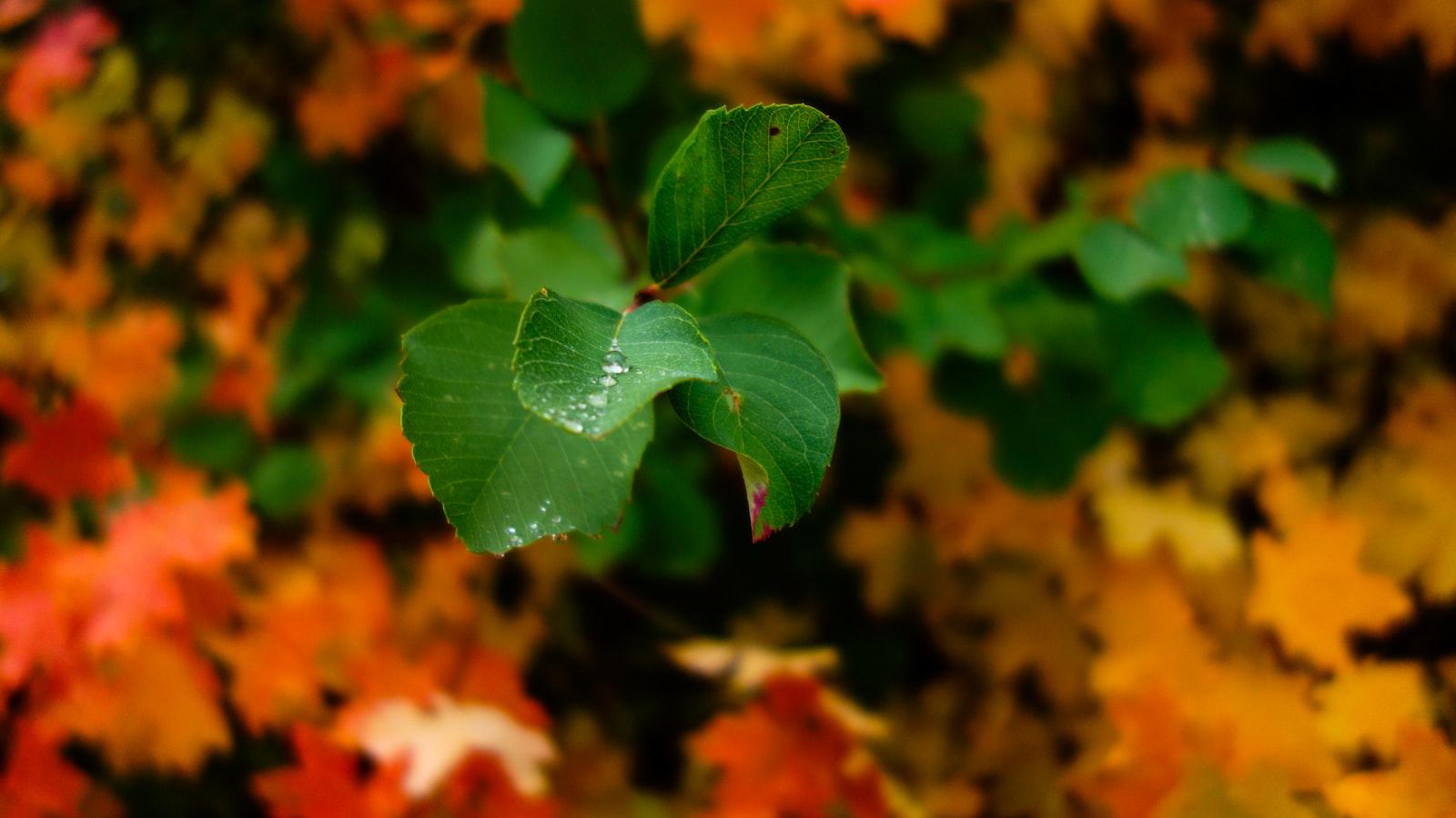 Tommy Fleetwood's easy drill for maintaining swing balance * Mastering Consistency: Maintaining Balance in Transition