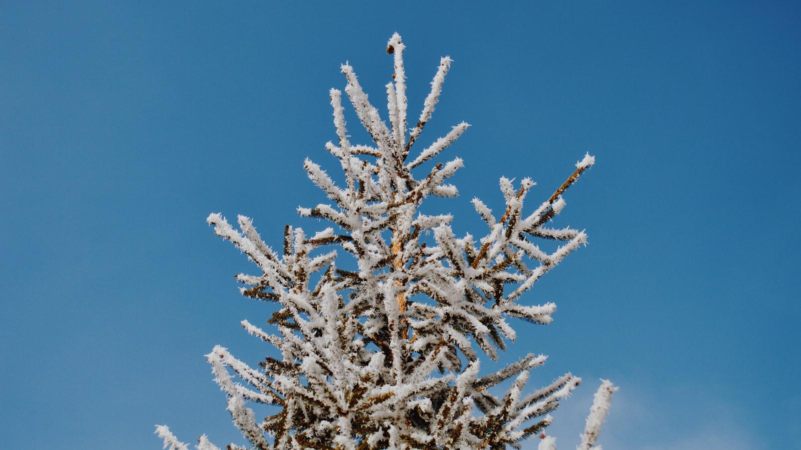 Snow Golf: A Novel Approach to Extending Resort Season in Tahoe Snow Golf: A Novel Approach to Extending Resort Season in Tahoe