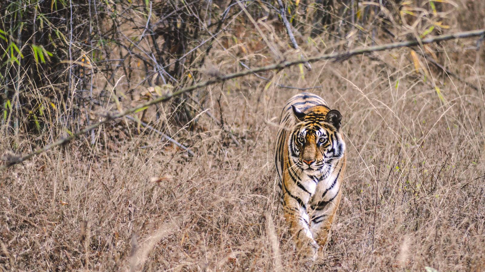 Tiger has peek at Valhalla for PGA Championship Tiger's Strategic Advantage at Valhalla