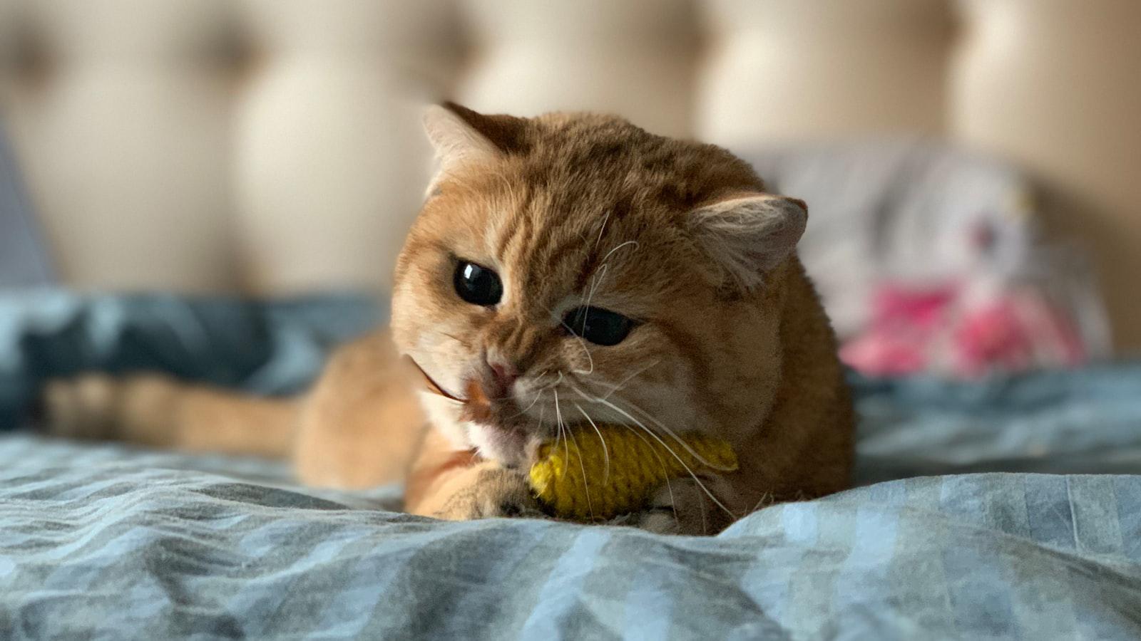 Koepka wins in Singapore to claim fourth LIV title Koepka Dominates in Singapore for Fourth LIV Title