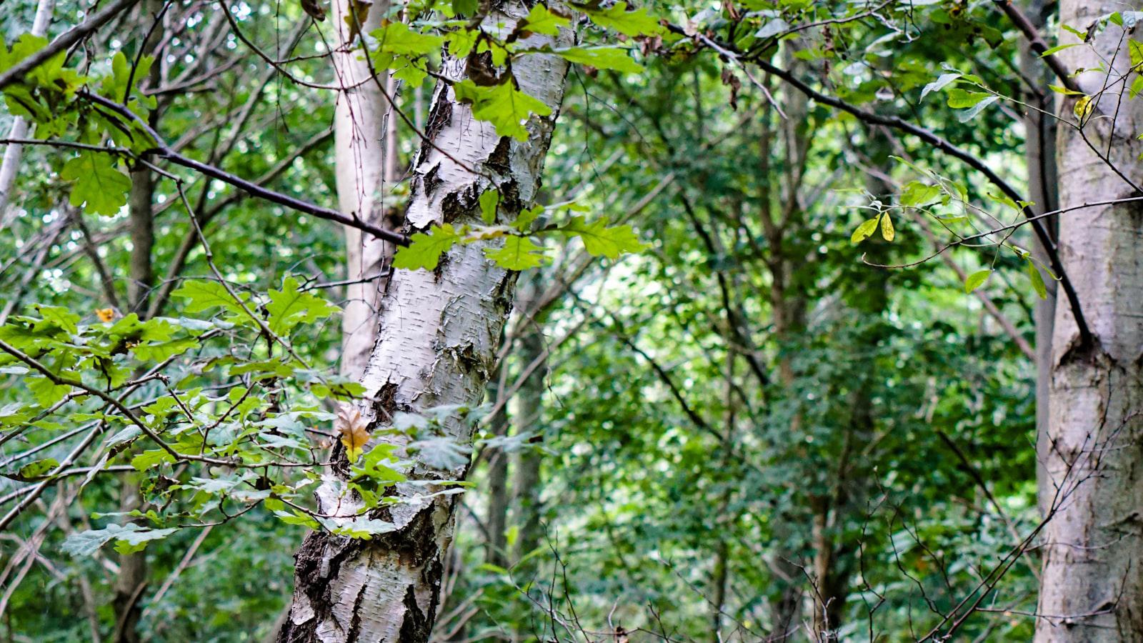 2024 Wells Fargo Championship: How to watch, TV coverage, streaming info, tee times TV Coverage Details and Streaming Information