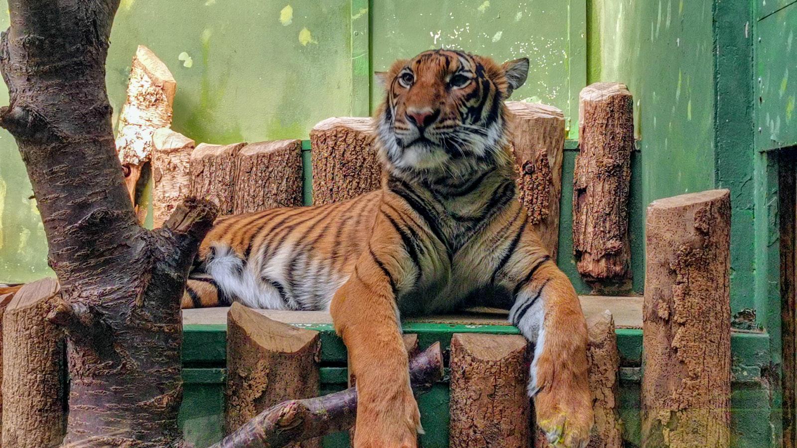 Pitching Tiger Woods on a new apparel brand — on his turf Tiger Woods: The Powerhouse of Influence On and Off the Course