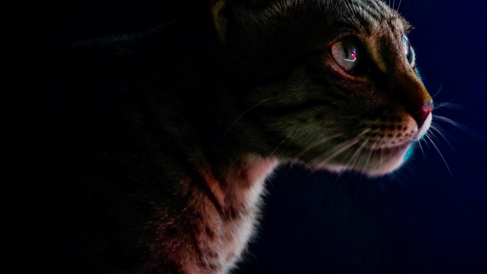 roasting each other is how they show love #GeorgeLopez #BennyLopez #Shorts - George Lopez vs. Benny Lopez: A Battle of Wits and Banter