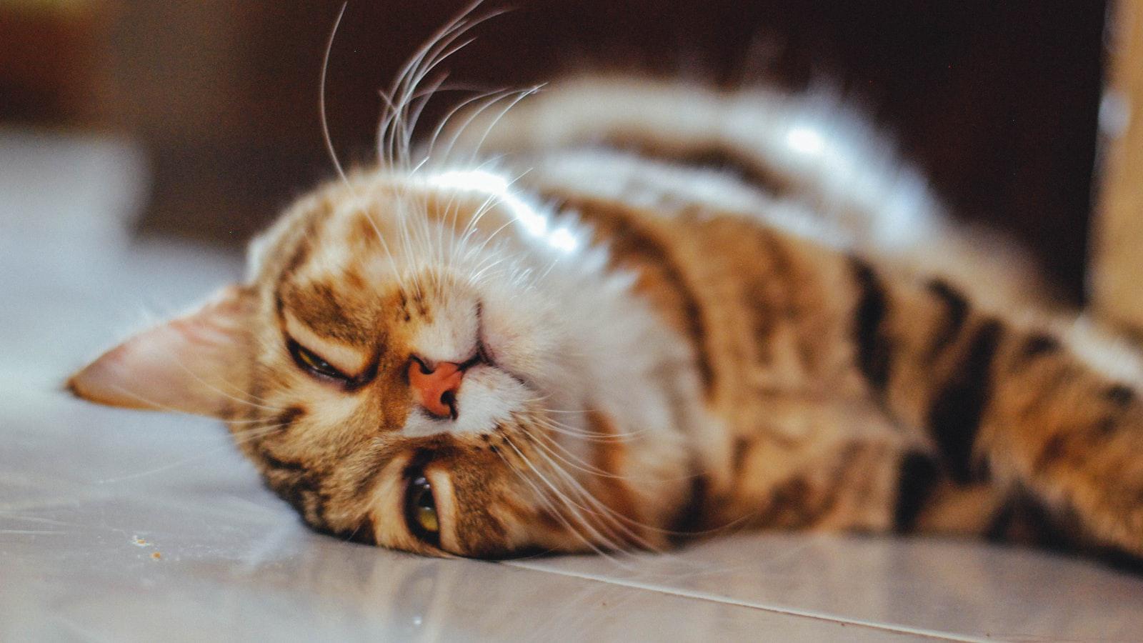 Tiger accepts special exemption for U.S. Open Tiger accepts special exemption for U.S. Open