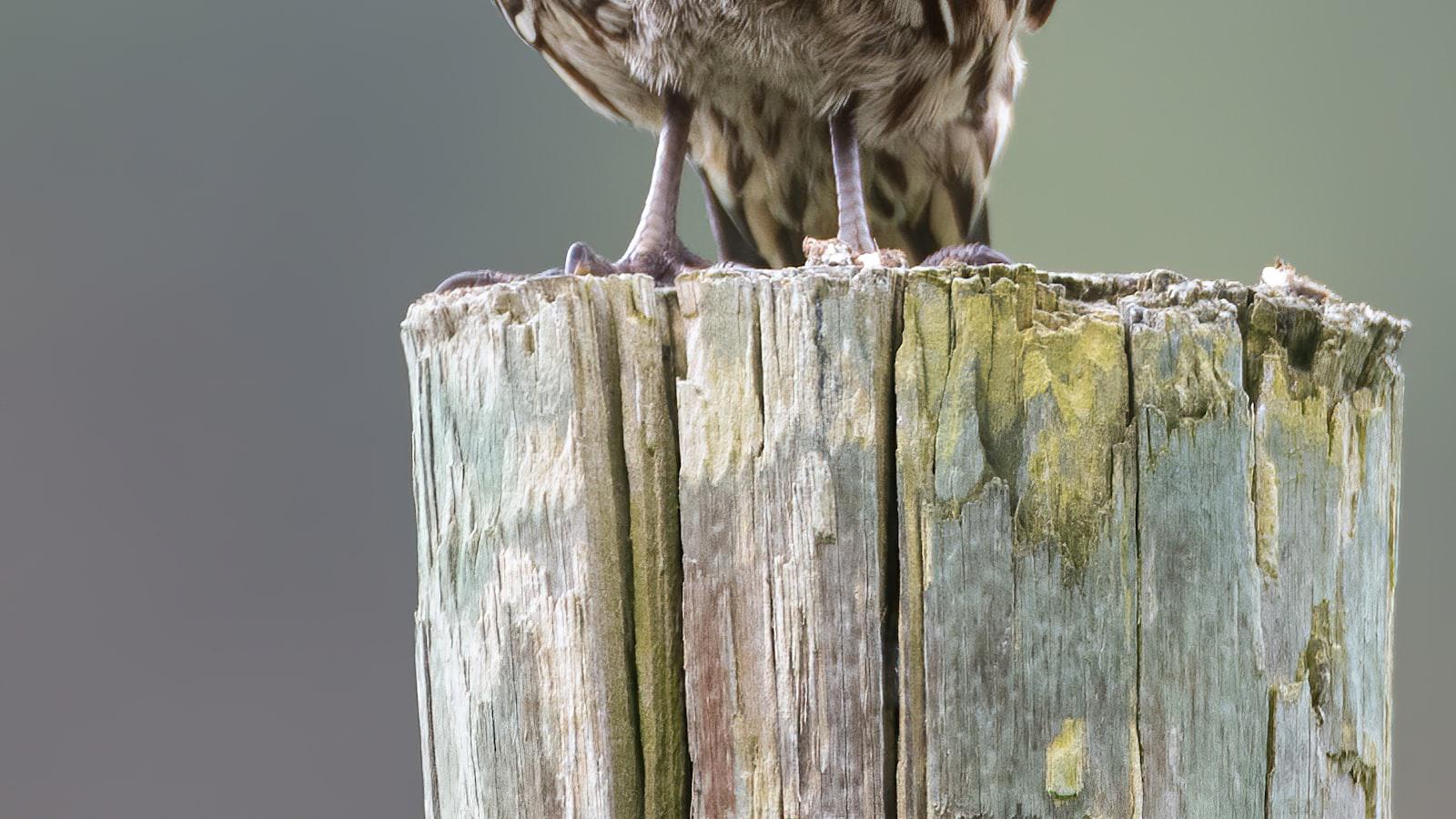 Aberg elects to skip Quail Hollow with 'knee issue' - Aberg Withdraws from Quail Hollow Due to Knee Injury