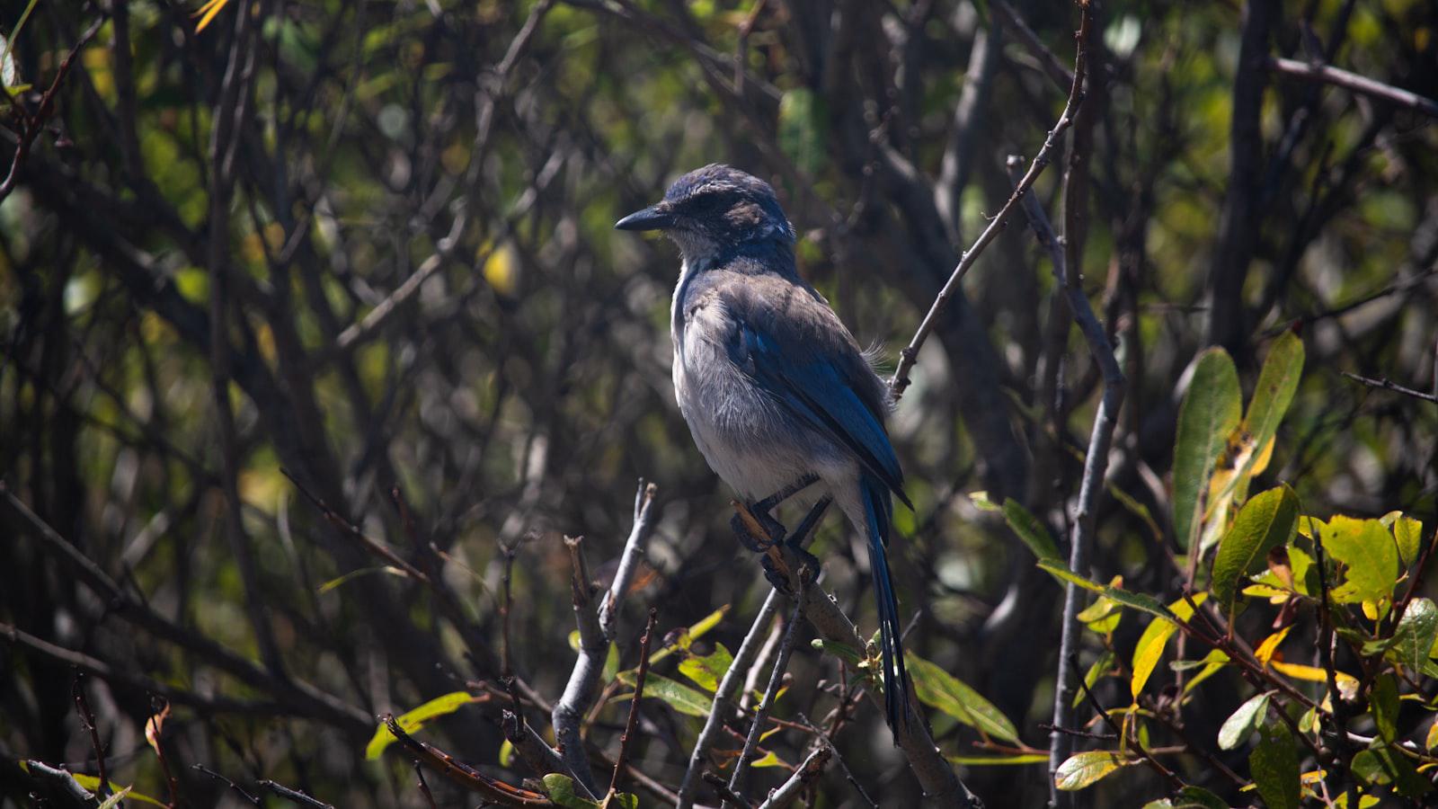 Esteban Toledo's Secret Fajita Recipe Unveiled: A Culinary Tour from the Clubhouse - A Taste of Mexico on the Pacifica Golf Course: Enjoying the Fajitas at the Deck