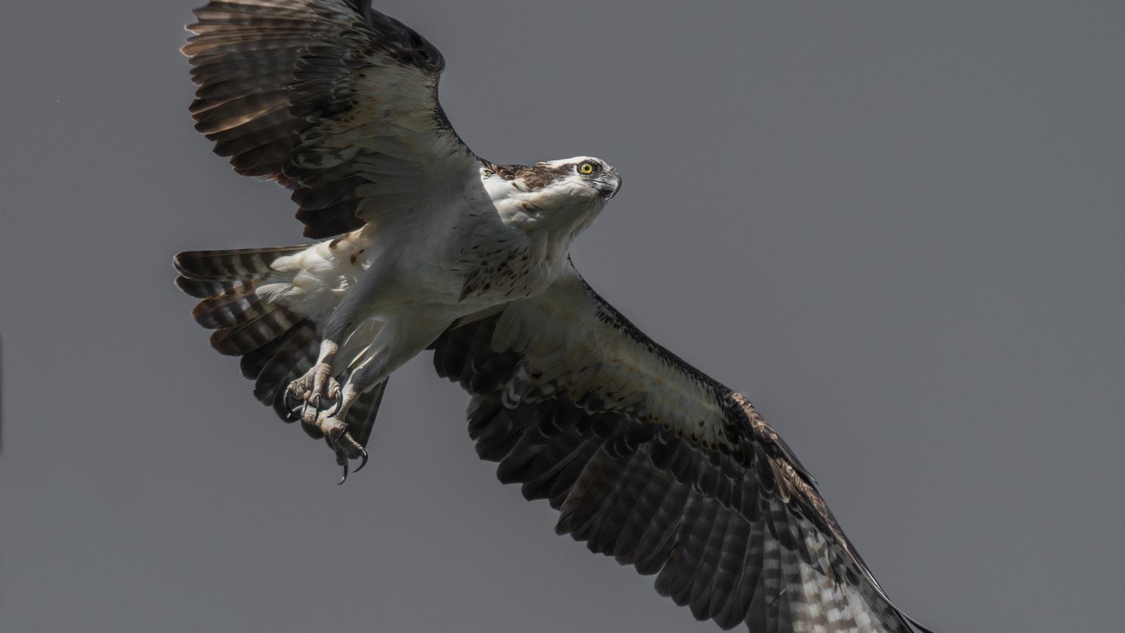 Longtime CBS analyst Peter Oosterhuis, 75, dies Peter Oosterhuis's Commentary Excellence: Impactful Insights on Golfing Nuances