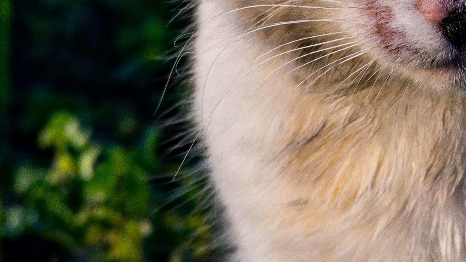 Exploring Identity and Representation: A Critical Examination of Viktor Hovland's Online Presence Exploring Identity and Representation: A Critical Examination of Viktor Hovland's Online Presence