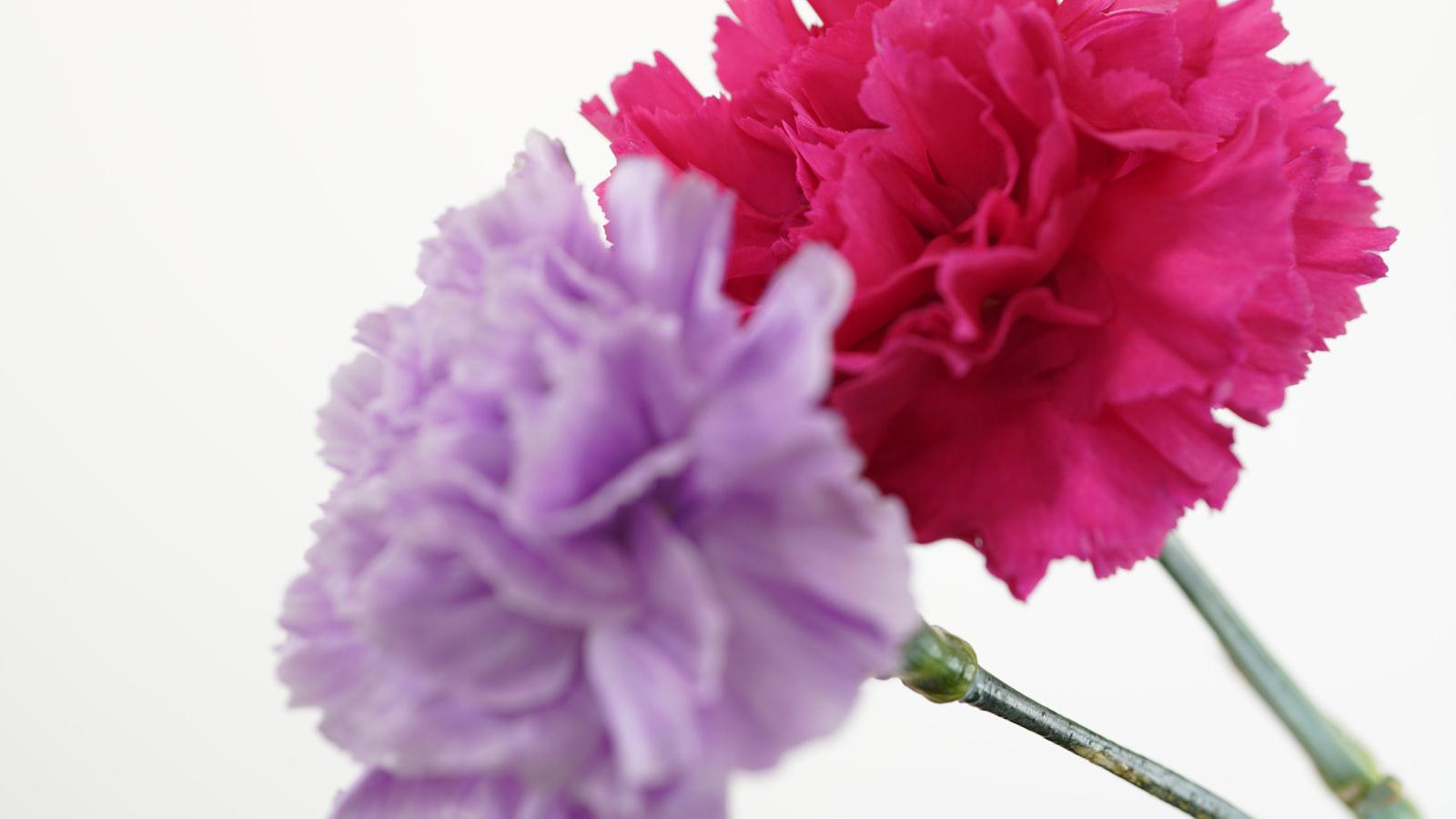 Everybody Loves Raymond | Who Will Ray Choose To Spend Mother’s Day With? Everybody Loves Raymond | Who Will Ray Choose To Spend Mother’s Day With?