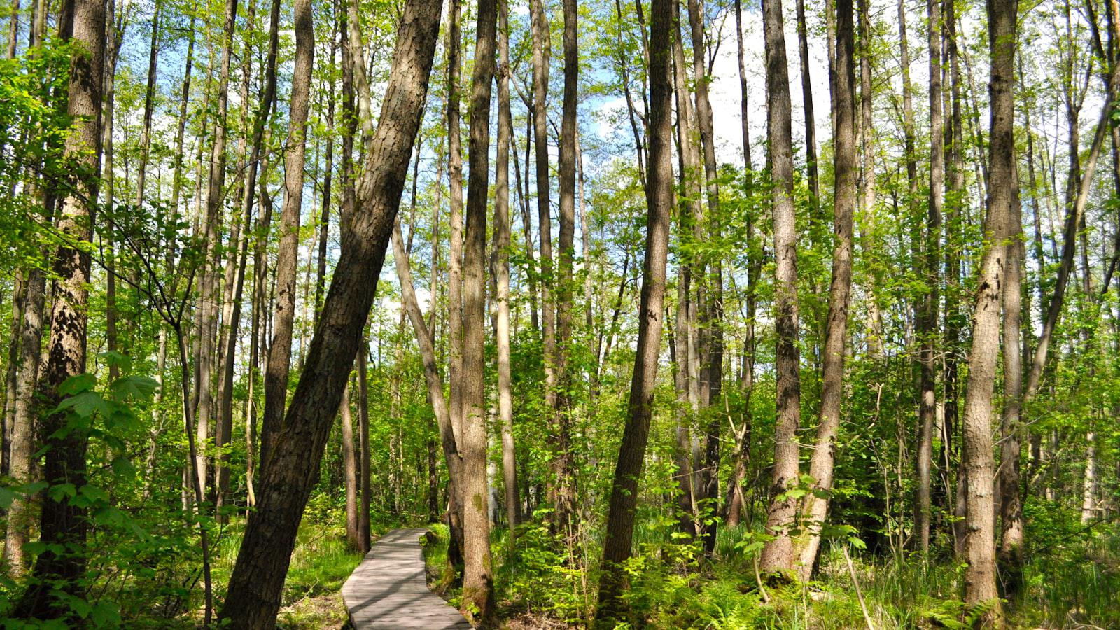Nelly Korda's Met Gala star moment? Don't get used to it, she says - The Rare Crossover: Understanding Nelly Korda's Fashion Moment and Its Significance