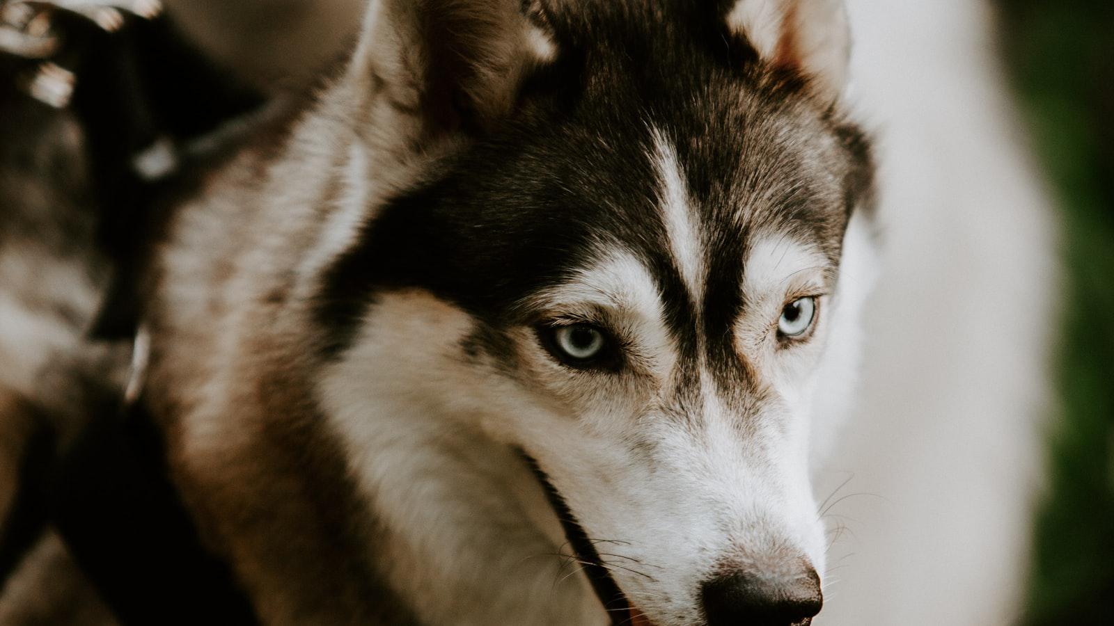 Unveiling the Subtle Strategies: Golf Tricks for Enhanced Performance **3. Strategic Shot Selection for Optimal Outcomes**