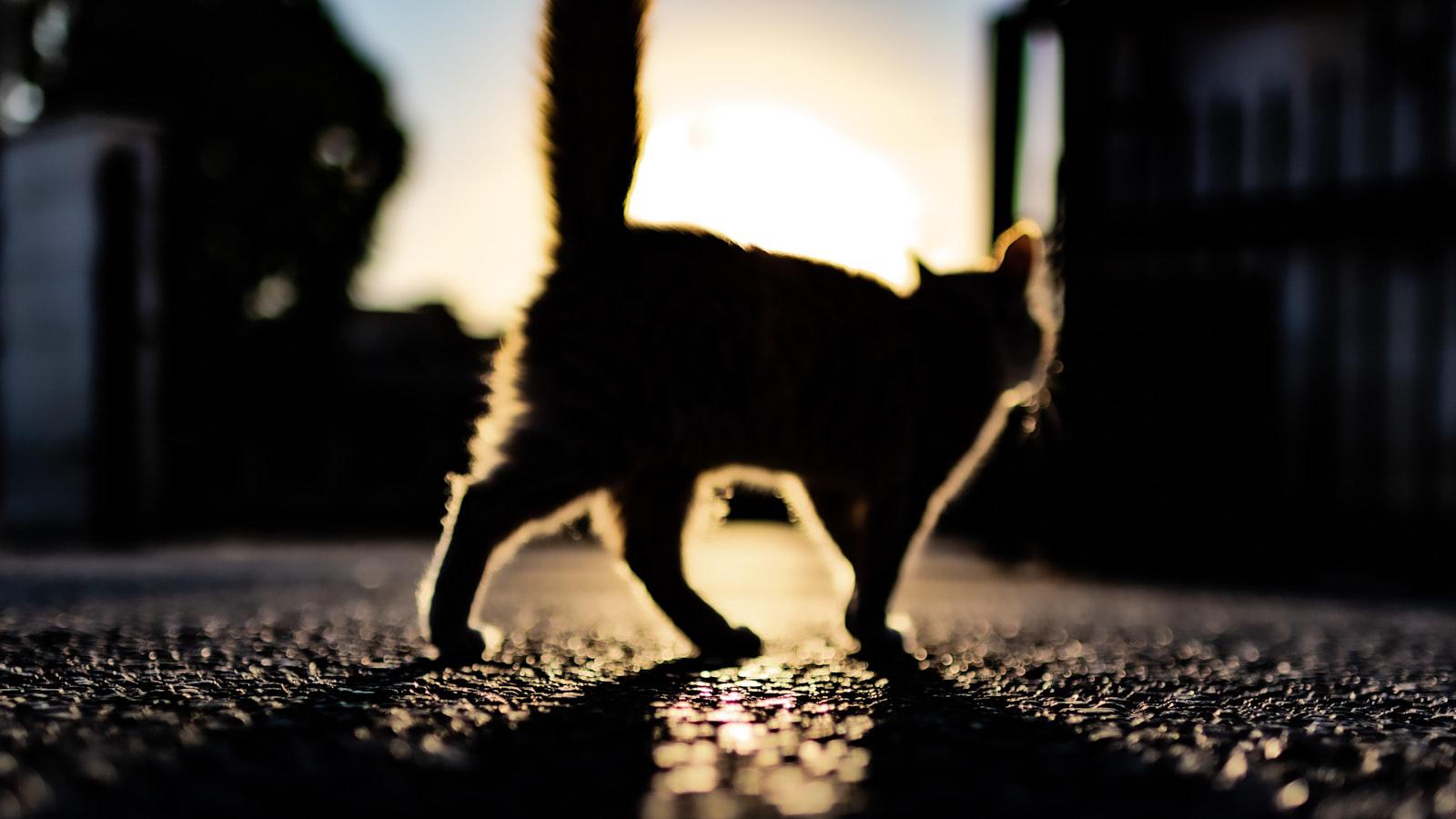 Pendrith, eyeing 1st Tour win, atop Byron Nelson Pendrith Eyes Maiden Tour Victory at Byron Nelson