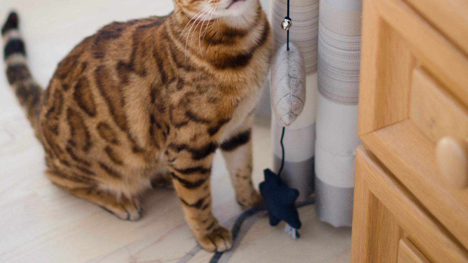 Tiger Woods to compete at U.S. Open after USGA grants special exemption Physical Assessments and Comeback Prospects for Tiger Woods