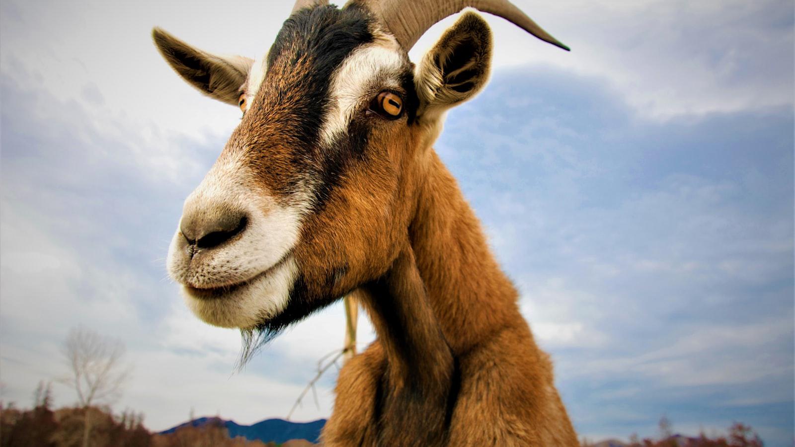 Unlock the Secret of Goat Caddies at Silvies Valley Ranch - The Curious Case of Goat Caddies at Silvies Valley Ranch