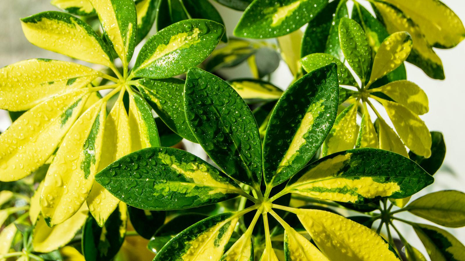 Scottie Scheffler is dominating the PGA Tour. This rising star is chasing him Experts' Perspectives: Decoding the Scheffler Phenomenon