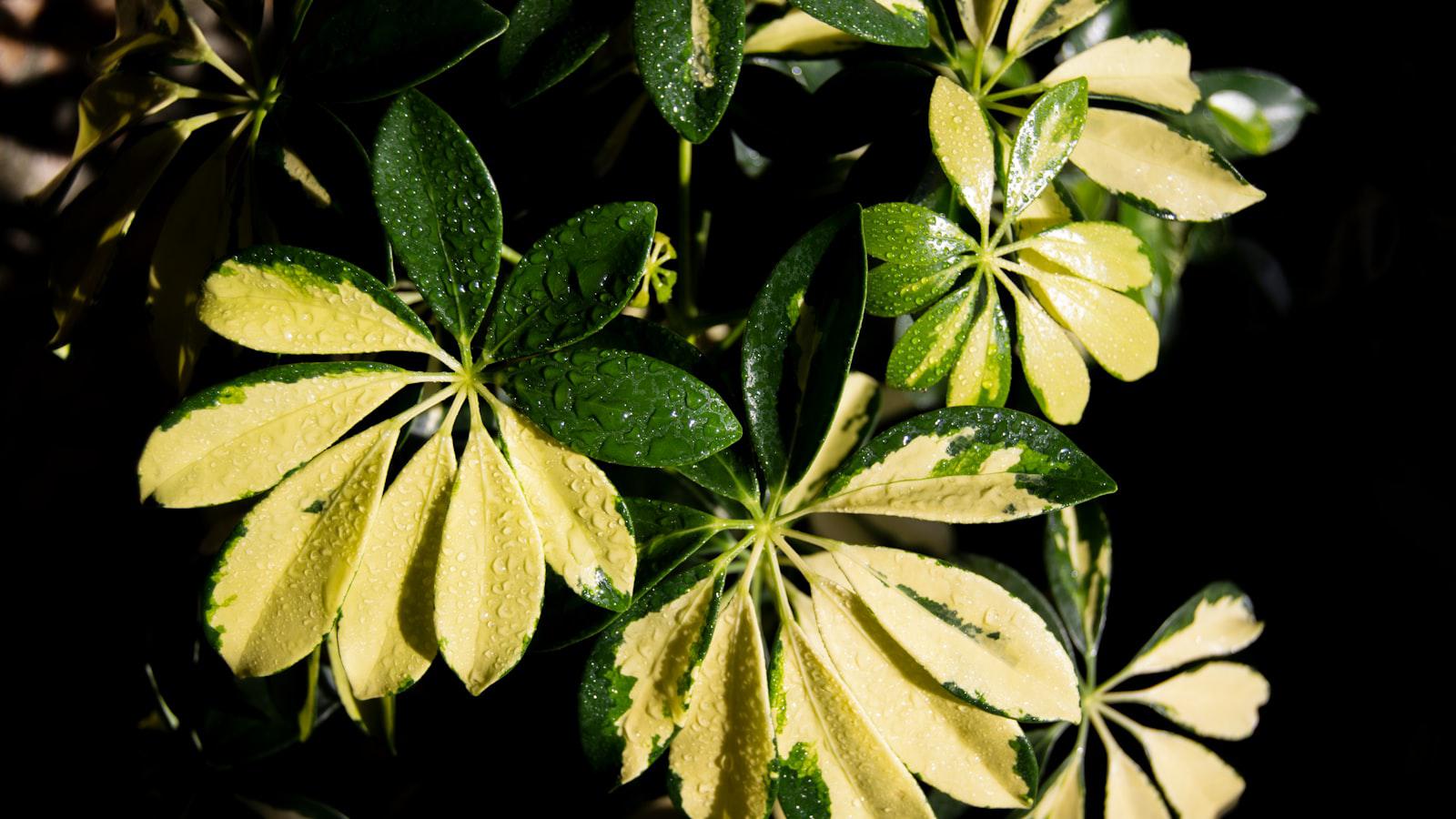 Scheffler not in field at Wells Fargo Championship - Scheffler's absence leaves hole in Wells Fargo field