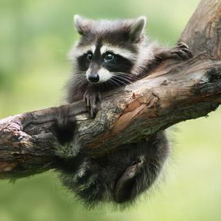 This hidden golf gem is stunning and memorable (and kind of scary) Memorable Moments in a Unique Setting: Encountering Wildlife and Natural Beauty