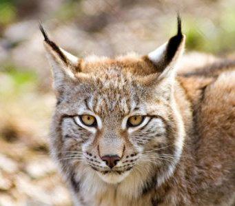 Unlocking the Secrets of Golf: Bobby Locke's Revolutionary Instructional Masterclass Sure! Here is a comma-separated list of relevant keywords extracted from the article title