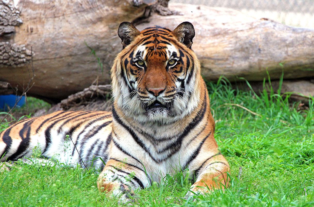 Whispers of Retirement, Tiger's Comeback Countdown, and Dahmen's Daring Victory: Your Monday Golf Roundup! Tiger Woods Next Start