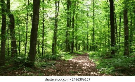 Scottie Scheffler's Hilarious Take on Tiger Woods and Tournament Cash Leaves Reporters in Stitches! Inside Their Banter