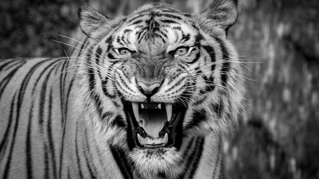 Here are a few engaging title suggestions: 1. "Tiger Woods Eyes a Brighter Future: Hope for More Events and Tour Unity"
2. "A New Era in Golf? Tiger Woods Optimistic About Event Expansion and Tour Reunification"
3. "Tiger's Vision: Uniting Tours and Expa Here are a few engaging title suggestions: 1. "Tiger Woods Eyes a Brighter Future: Hope for More Events and Tour Unity"
2. "A New Era in Golf? Tiger Woods Optimistic About Event Expansion and Tour Reunification"
3. "Tiger's Vision: Uniting Tours and Expa