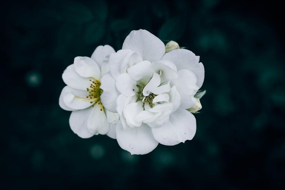 Rose Zhang's Remarkable Comeback: Embracing Confidence and Growth at the Women's PGA After an Unconventional Year Rose Zhang