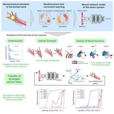 Biomechanical Analysis and Strategy of the Golf Swing Here are the most relevant keywords extracted from the article heading:
Biomechanical