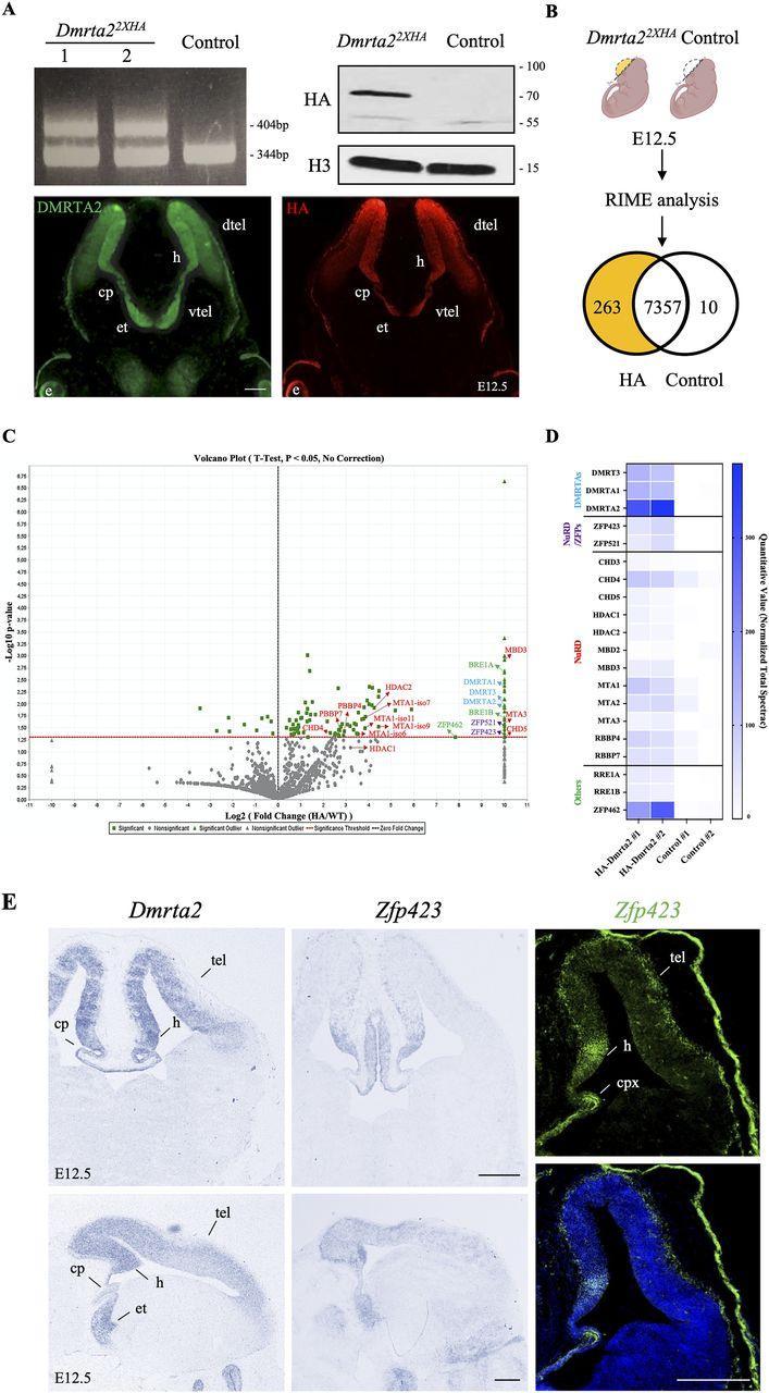 Here are several more engaging title options - my top pick is first: - From Grip to Green: 8 Beginner Golf Errors and Science-Backed Corrections (recommended)
- Break Par Faster: 8 Common Beginner Golf Mistakes and Evidence-Based Fixes
- Fix Your Swing: Here's a comma-separated list of the most relevant keywords extracted from your provided blog post title:
**keywords**: Ben Hogan
