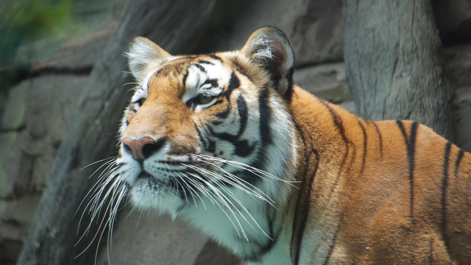 How Jordan Spieth’s bachelor party led to Justin Thomas’ ‘most impressive' win Tiger Woods' Transformative TGL Roster