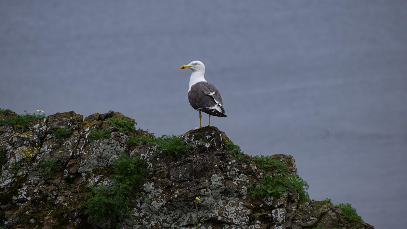 Bryson DeChambeau misses a putt, then gives away his dirty socks - Seeking Redemption in Forthcoming Tournaments