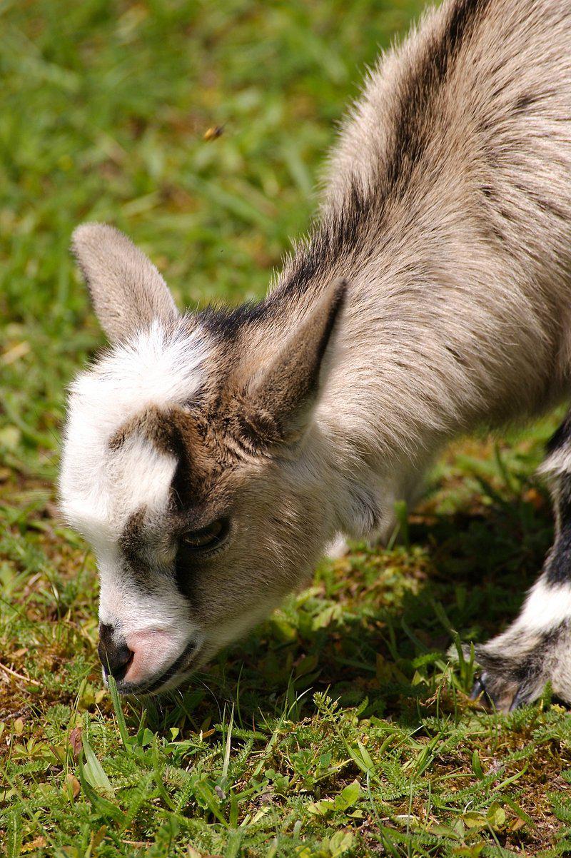 Unlock the Secret of Goat Caddies at Silvies Valley Ranch - Unlocking the Secret: A Detailed Exploration of Goat Cading