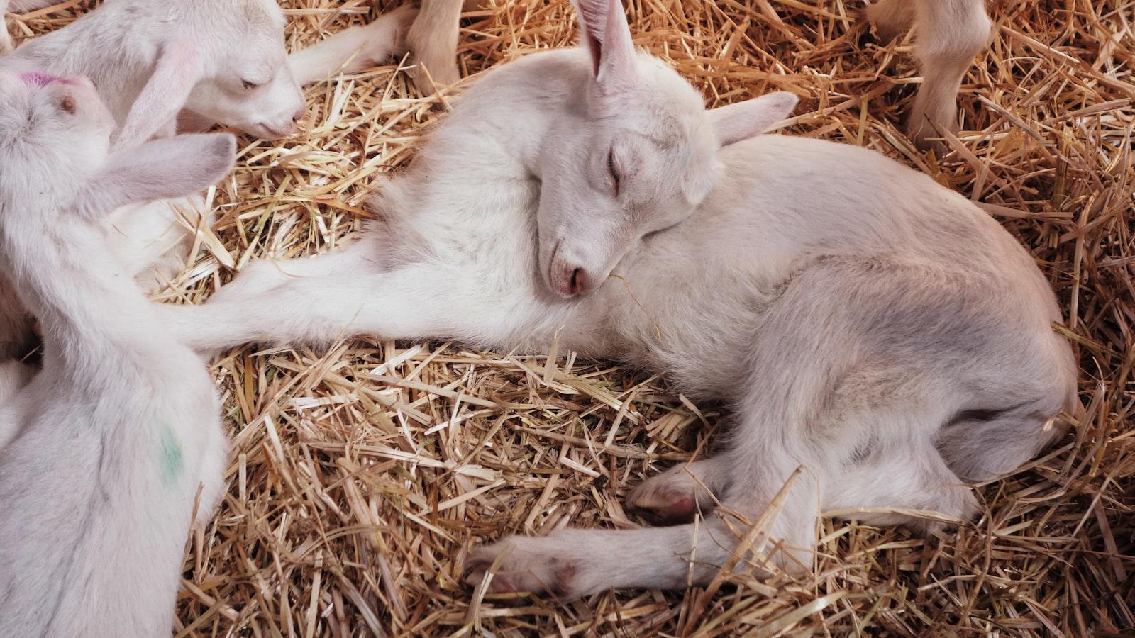 Unlock the Secret of Goat Caddies at Silvies Valley Ranch Unlock the Secret of Goat Caddies at Silvies Valley Ranch